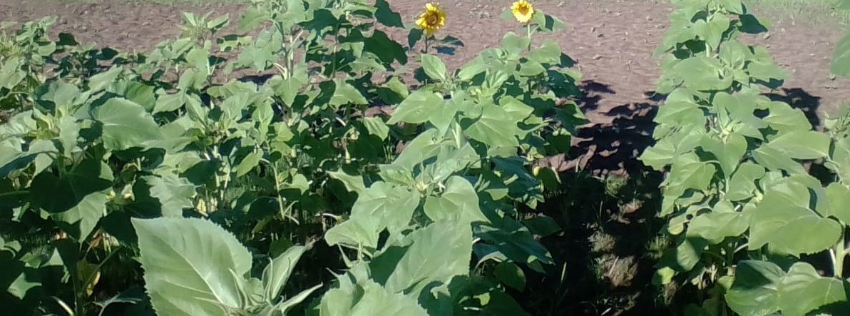 Sunflower 3
